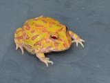 2025 C.B. Albino Pacman Frog (#3107-U)