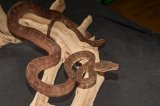LTC Amazon Tree Boa (#3409-F)