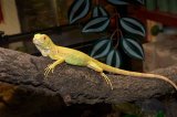 2026 C. B. Albino Iguana (#7514-U)