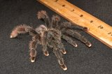 Giant Pink Toe Tarantulas (#1301-U )