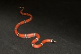 2024 C. B. Cosala Sinaloan Milk Snake (#4304-F)
