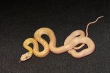 2026 C. B. Albino Japanese Rat Snake (#7404-F)