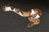 2026 C. B. Mahogany Pied Ball Python (#7307)