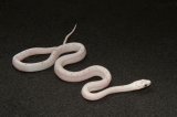 2025 C. B. Caramel Palmetto Corn Snake (#4305-F)