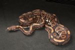 2022 C. B. Mystic Ball Python (#9106-F) 2022 C. B. Mystic Ball Python (#9106-F)