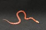 2024 C. B. Albino Blood Red Corn Snake (#4308-M)