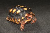 2025 C. B. Cherry Head Red Footed Tortoises (#9202-U)