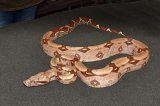 LTC Guyana Red Tail Boa (#7301)
