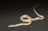 2026 C. B. Caramel Striped Corn Snake (#7303)