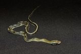 2026 C. B. Taiwan Beauty Rat Snake (#7408-F)