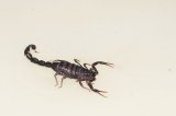 2026 C. B. Black Hairy Thick Tail Scorpion (#8320-U)