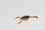2026 C. B. Moroccan Tricolor Scorpion (#8318-U)