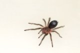 2026 C. B. Brazilian Black Tarantula (#8301-U)