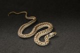 2026 C. B. Checkered Garter Snake (#7409-F)
