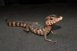 LTC Dwarf Caiman (#11405-U)