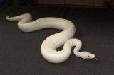 2024 C.B. Blue Eyed Leucistic Ball Python (#3301-M)