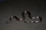 2025 C. B. Mexican Black King Snake (#4505-M)