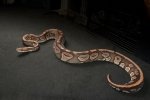 2022 C. B. Mojave Ball Python (#9112-M) 2022 C. B. Mojave Ball Python (#9112-M)