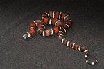 2023 C. B. Black Milk Snake (#9504-F)