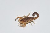 2026 C. B. Tunisian Black Fat Tail Scorpion (#8319-U)