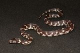 2025 C. B. Black & White Aberrant California King Snake (#4303-F