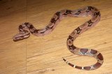 LTC Guyana Red Tail Boa (#7302)