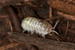 Magic Potion Isopods (#6214-U) Magic Potion Isopods (#6214-U)