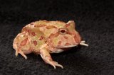 2025 C.B. Apricot Pacman Frog (#3105-U)