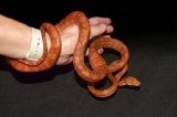 LTC Red Calico Amazon Tree Boa (#9406-M)