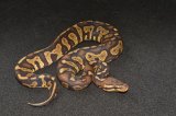2026 C. B. Super Chocolate Red Stripe Ball Python (#3407-M)