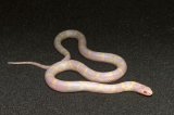 2026 C. B. Albino California King Snake (#7304)