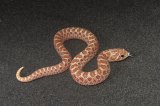 2026 C.B. Toffee Belly Hognose (#3308-F)