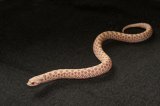 2026 C. B. Albino Arctic Western Hognose (#7405-F)