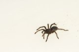 2026 C. B. Cobalt Blue Tarantula (#8302-U)