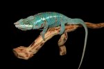 2024 C. B. Ambanja Panther Chameleon (#11510-M)