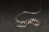 2024 C. B. Anery Florida King Snake (#5206-M)