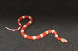 2024 C. B. Albino Nelson’s Milk Snake (#5208-F)