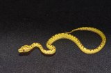 2025 C. B. Biak Green Tree Python (#9501-F)