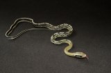 2026 C. B. Taiwan Beauty Rat Snake (#7407-M)