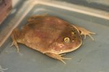 2025 C.B. Budgett’s Frog (#3110-U)