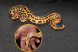 2026 C. B. Yellow Belly Batman Ringer Ball Python (#3405-M)
