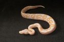 2025 C. B. Albino Black Pastel Ball Python (#4106-M)