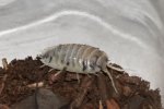 Dairy Cow Isopods Dairy Cow Isopods