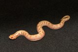 2026 C. B. Albino Conda Western Hognose (#10304-M)