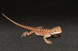 2026 C. B. Super Red Bearded Dragons (#9210-U)