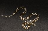 2024 C. B. Florida King Snake (#5209-F)