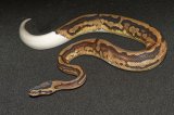 2026 C. B. Piebald Ball Python (#7306)