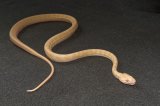 2025 C. B. Albino Carpet Python (#3401-F)