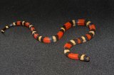 2026 C.B. Apricot Pueblan Milk Snake (#3307-F)