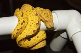 2025 C. B. Biak Green Tree Python (#7403-F)